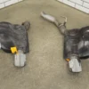 18-23-dodge-durango-srt-8-64l-oem-exhaust-mufflers-2-left-right-6426774 18-23 Dodge Durango SRT-8 6.4L OEM Exhaust Mufflers (2) Left / Right